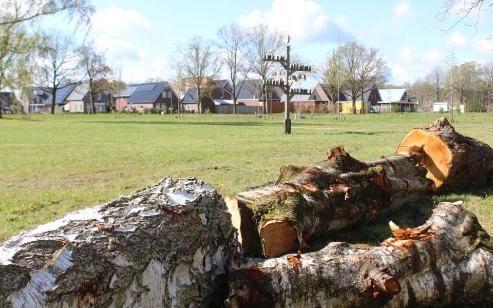 Jeroen Boersma van boomzaagkunst.nl zaagt uit stammen die uit het gebied afkomstig zijn een houten draak. (Foto: Henry Koops)